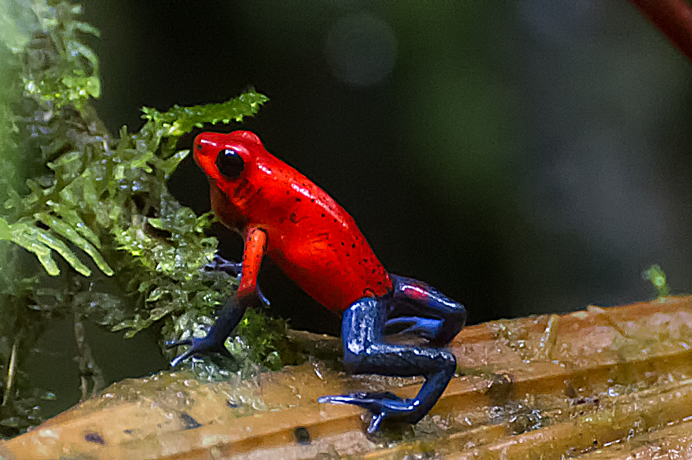 Mr. Blue Jeans Poison Frog. Costa Rica Rain Forest. Image taken with a Nikon D3s and 70-300 mm VR lens (ISO 10000, 300 mm f/5.6, 1/250 sec).